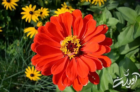 گل یاس، گل سرخ دسته گل عروس, گل زیبا